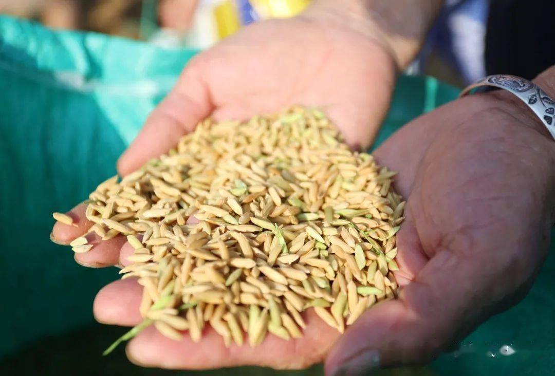 乡村振兴柳城探索推广节水旱稻种植获丰收亩产500多公斤