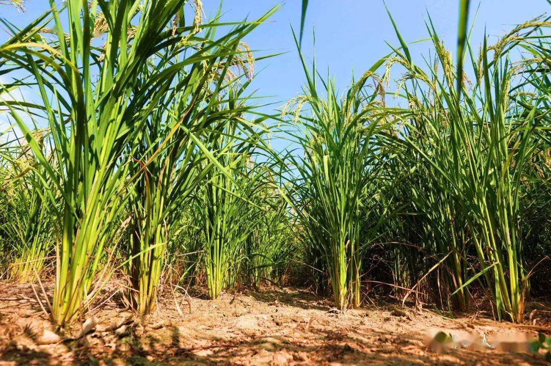 乡村振兴柳城探索推广节水旱稻种植获丰收亩产500多公斤