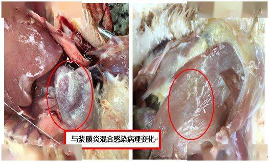 鸭黄病毒有哪些症状如何有效防治