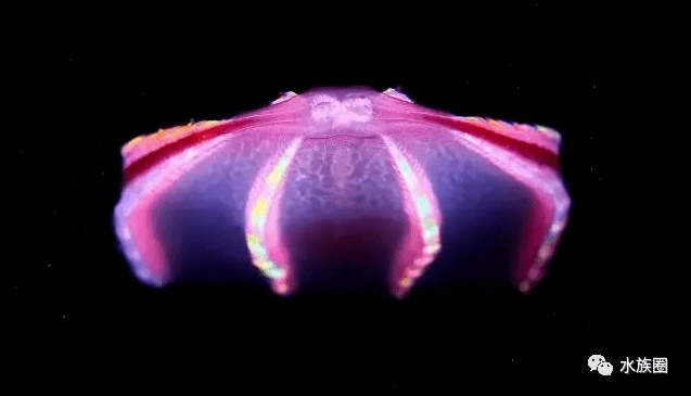 水母世界视频大全 1c2b6471d8d642f78c47860d19ed85a1.png