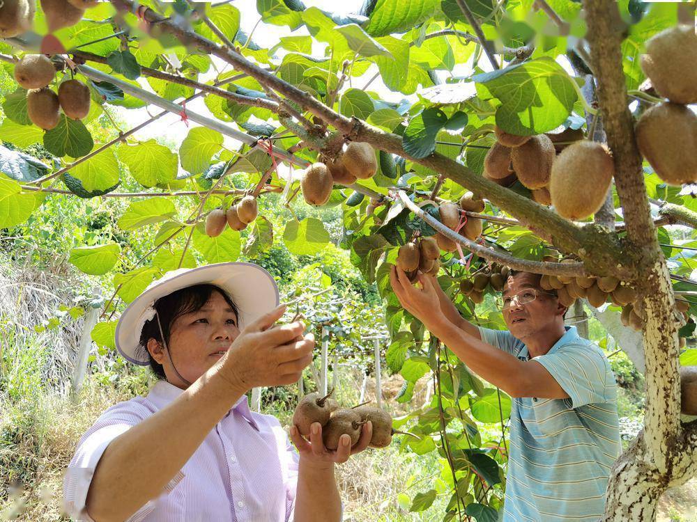 韶关始兴澄江镇千亩有机猕猴桃基地迎来丰收