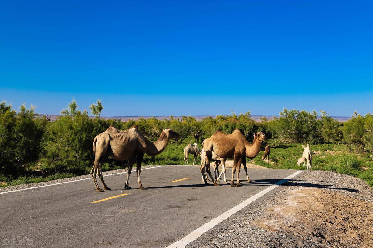 聚焦阿拉善骆驼25万峰骆驼曾遍布沙漠1峰可抵10只山羊