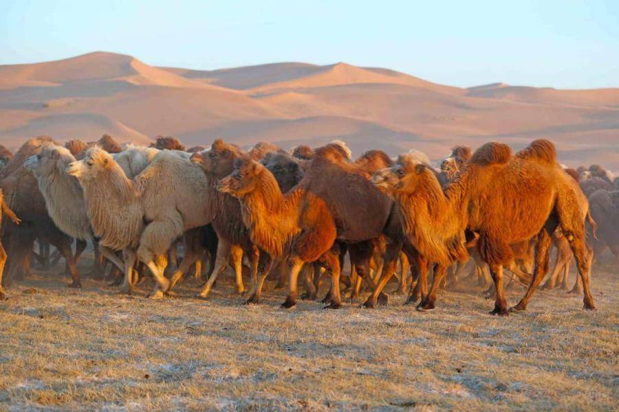 阿拉善野生骆驼图片