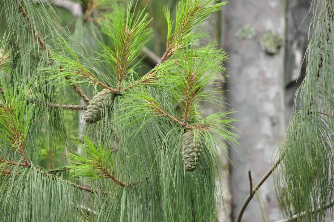 li,别名五针白皮松,松科松属植物,属于白皮松组gerardianae亚组.