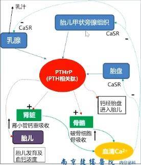 稳态|朱大龙教授：临床应如何应对妊娠并发原发性甲状旁腺功能亢进症？