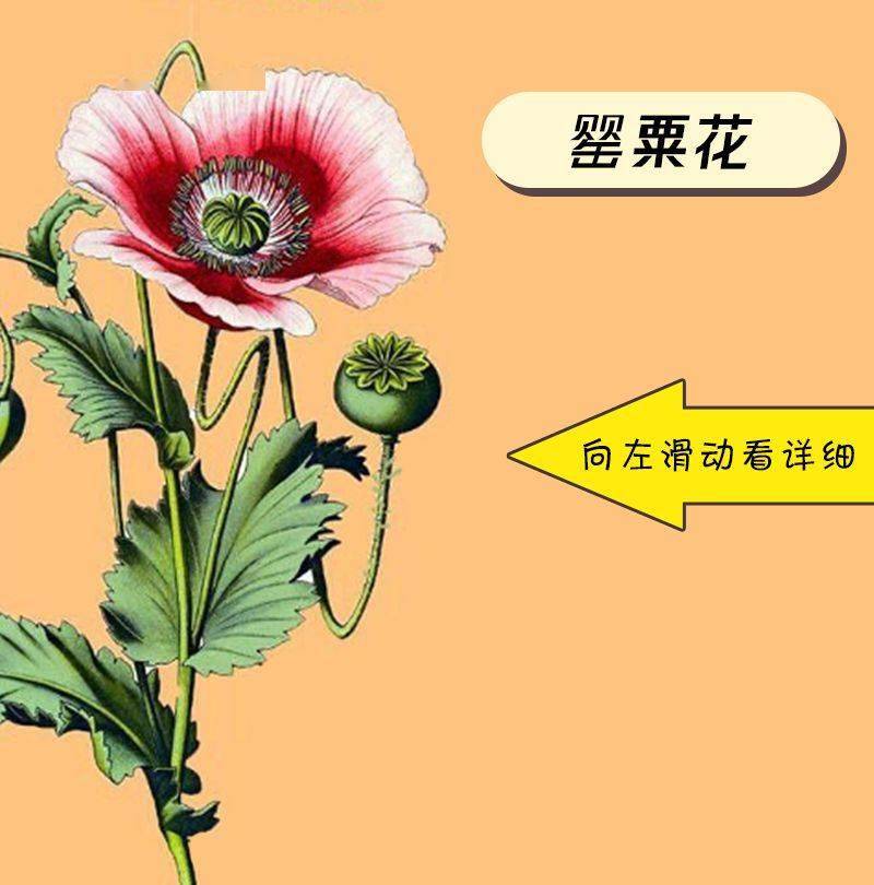 千万小心蒸面汤汁里加罂粟果陕西一地曝光一起生产销售有毒有害食品案