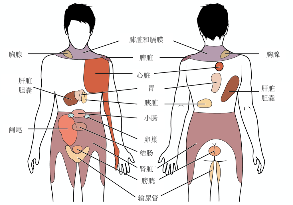 人体脏器疼痛信号内脏图片