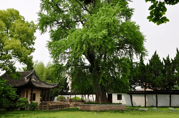 河岸边,保圣寺,江南文化园里 绿树成荫,草木葱茏 满眼的清新绿