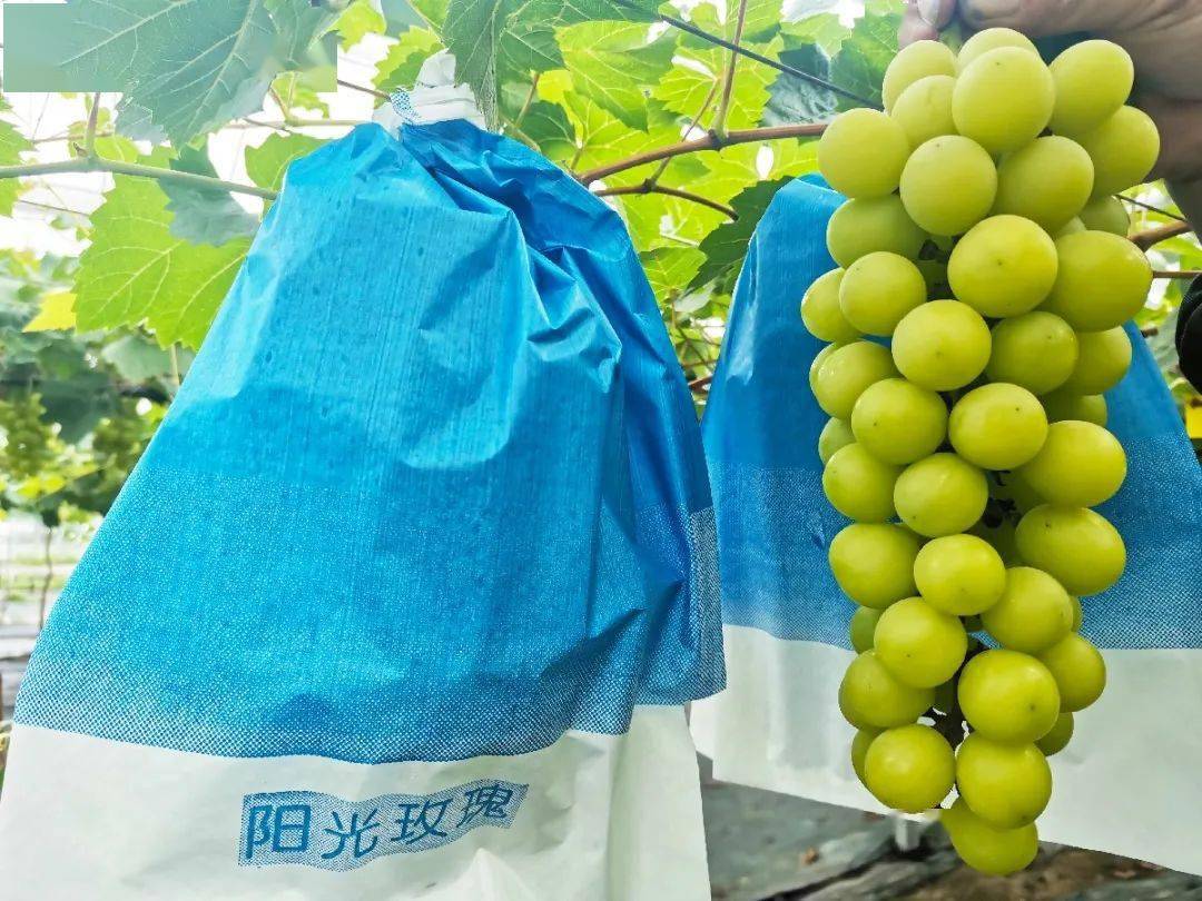 鸬鸟的晴王葡萄上市啦酸甜爽口唇齿留香这样的绿宝石不来尝尝吗