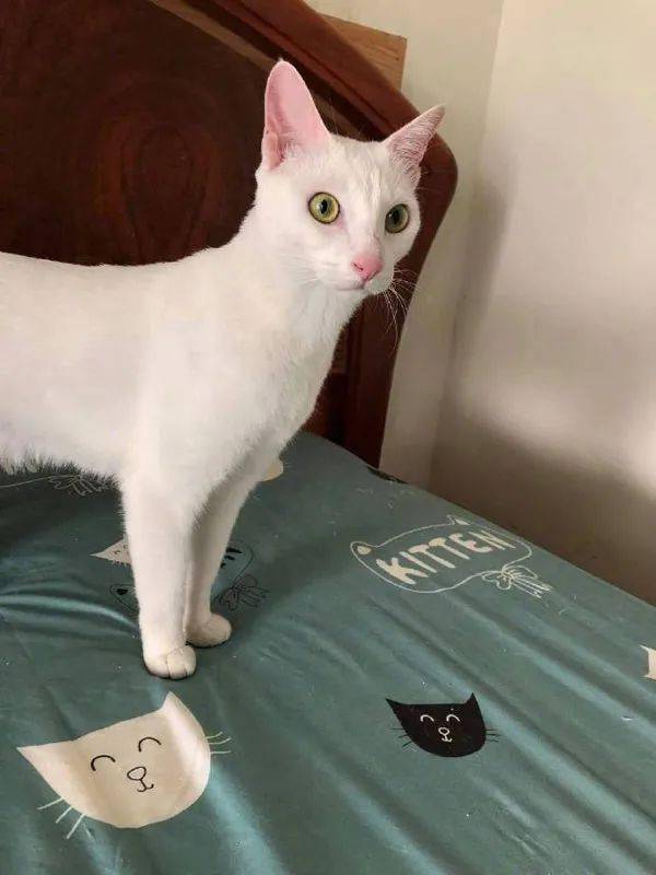 这猫好奇怪 正面是白猫 尾巴却是狸花 好有特色 By