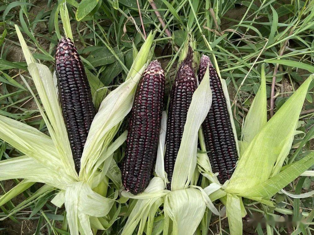 明日剧透|前景广阔的花青素鲜食玉米