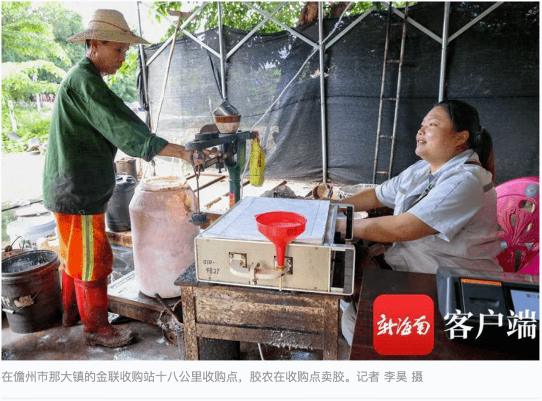 海南橡胶与上期所为今年首个"场外期权"业务指定收胶点挂牌_橡胶林