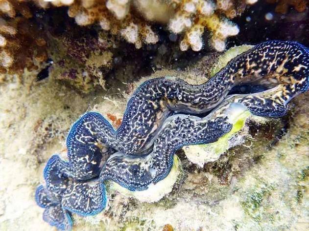 比象牙还残忍的血腥文玩别碰