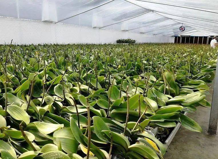 亩,兰花年育苗3300万株,品种有国兰,杂交兰,洋兰三大系列230多个品种