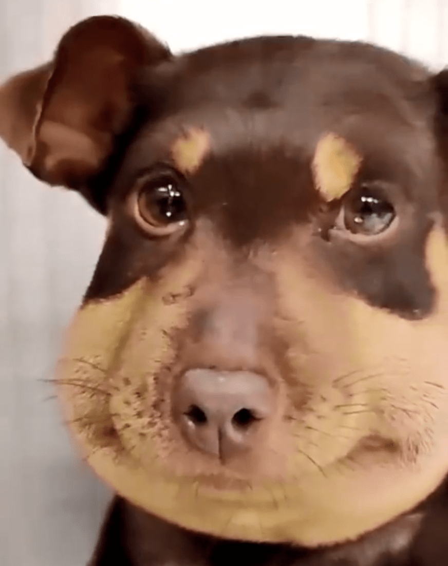 被蜜蜂蛰的狗狗表情包图片