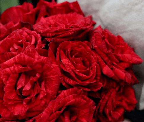 每日一花 | "红色直觉"月季:红色中带着条纹