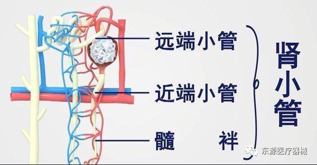 水平|认识视黄醇结合蛋白（RBP）