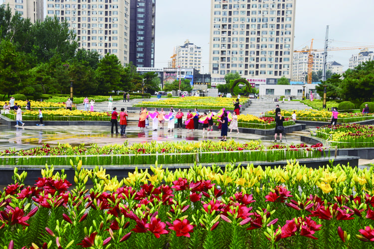 长春公园百合花绽放