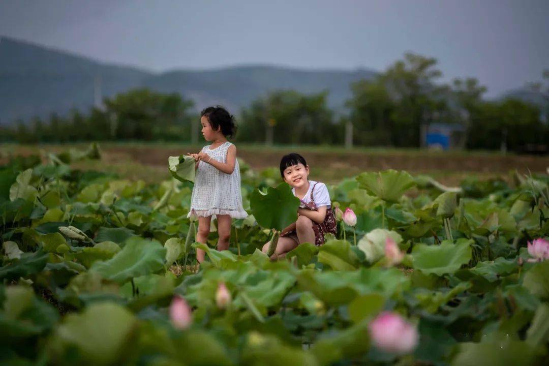 东湖"荷花仙子"摄影大赛获奖作品揭晓