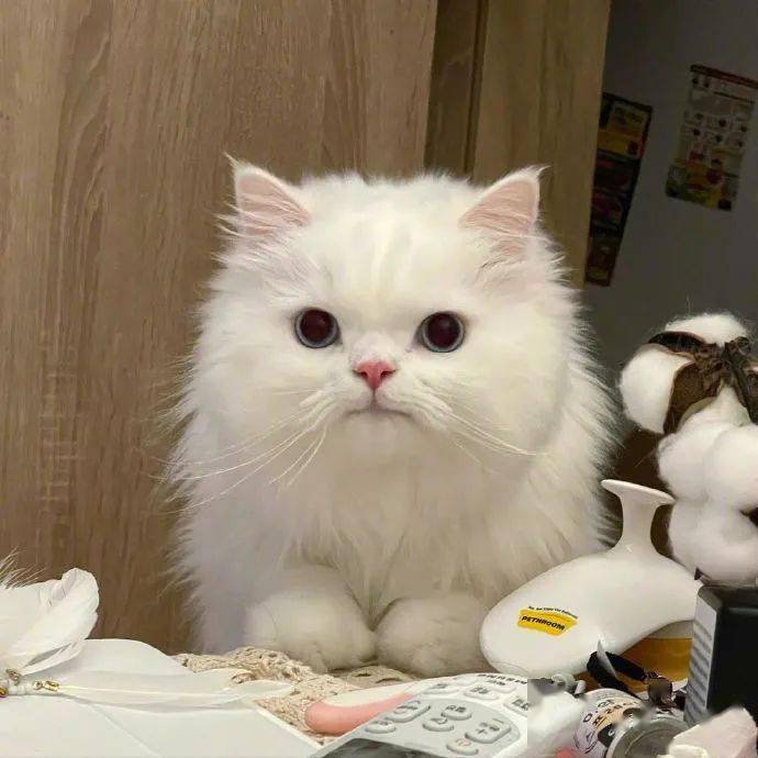最丑的布偶猫长这样?网友:哈哈哈哈救命啊!