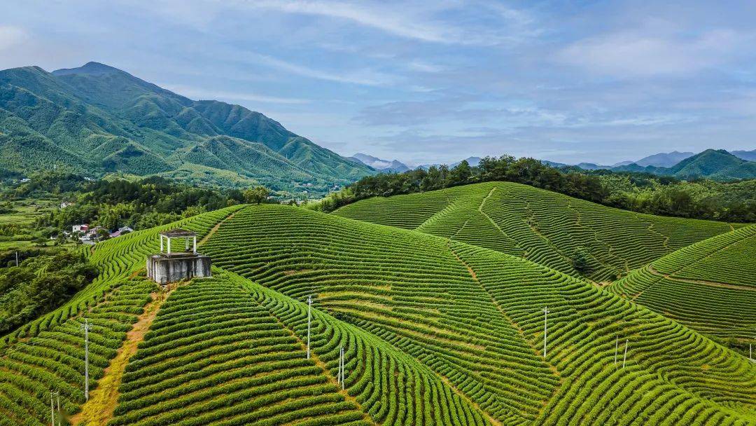 安吉120亩新中式设计的隐世新酒店四面环山坐拥茶园玩漂流飞艇快抓住