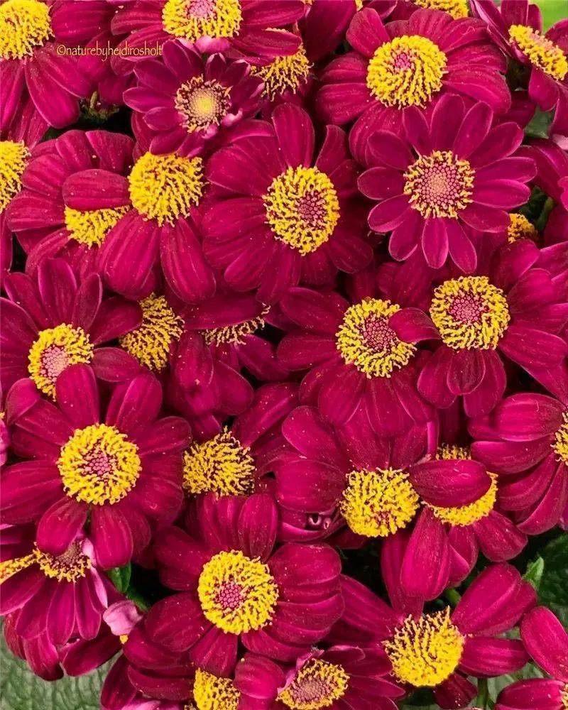 【美图欣赏】繁花似锦,看后心花怒放