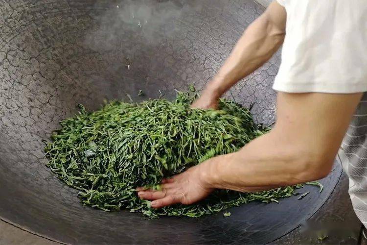 文化|彭州山水美,白鹿白茶香