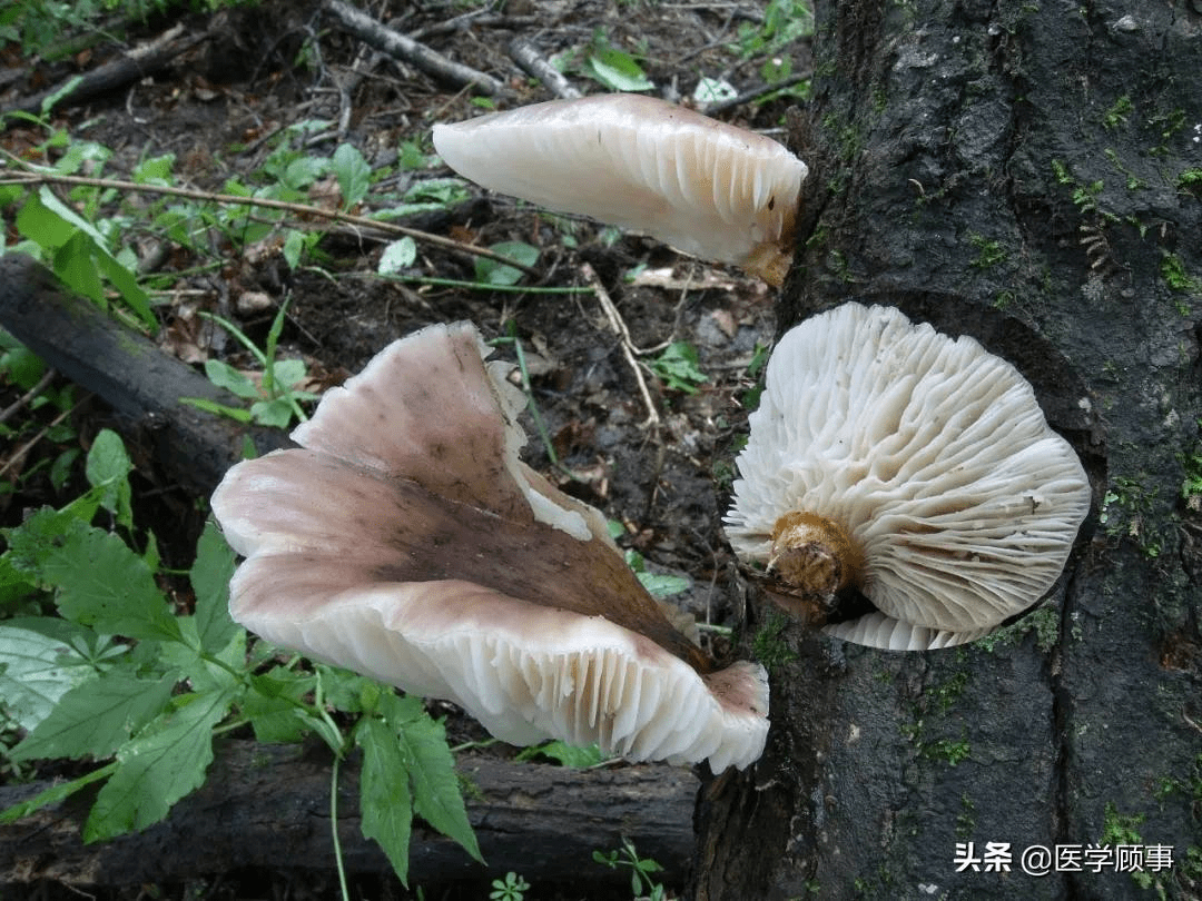 引起胃腸道刺激和炎症的蘑菇很多,主要有網孢牛肝菌屬(heimioporus)