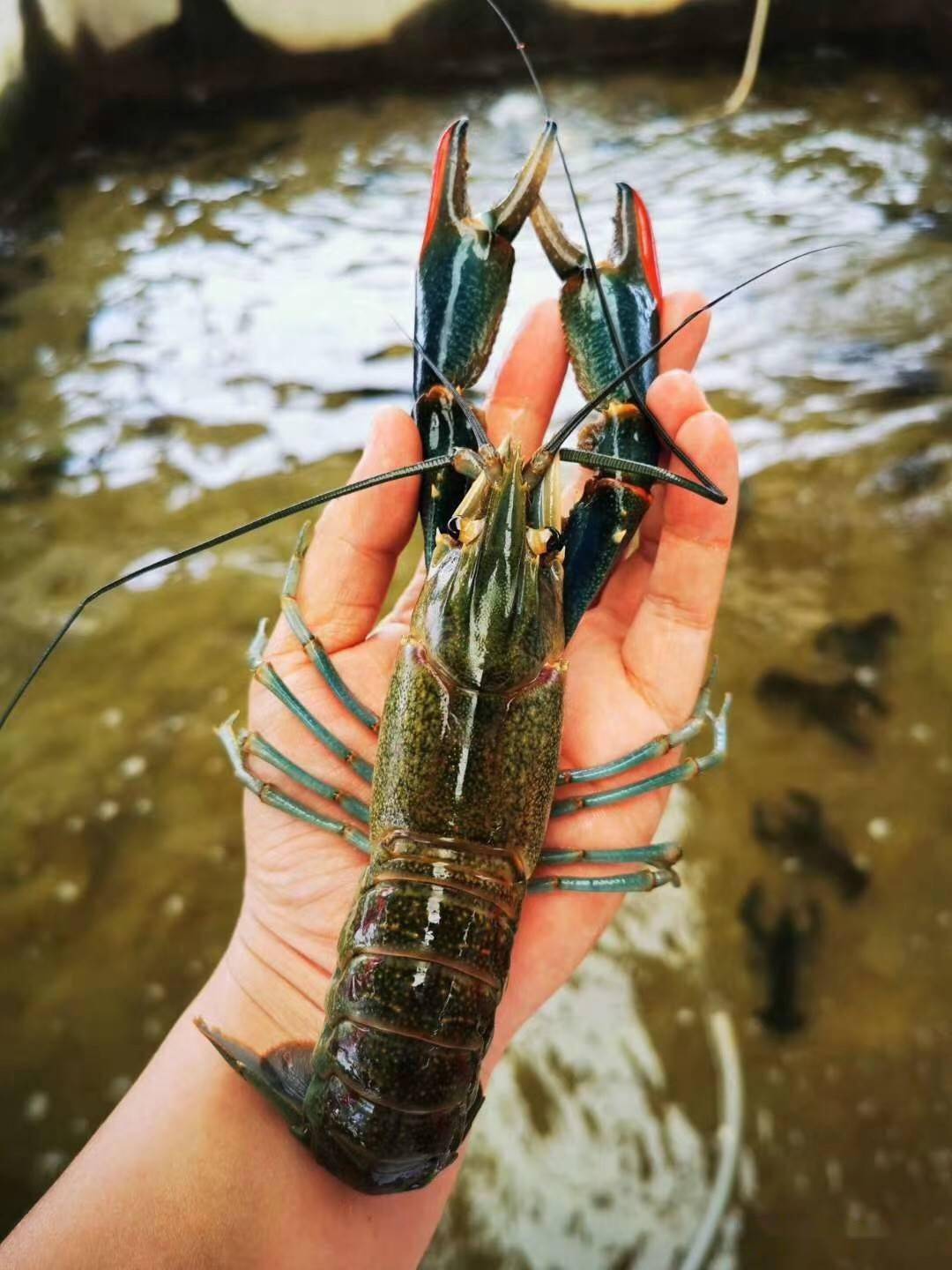 广西梧州澳洲淡水龙虾池塘养殖关键技术