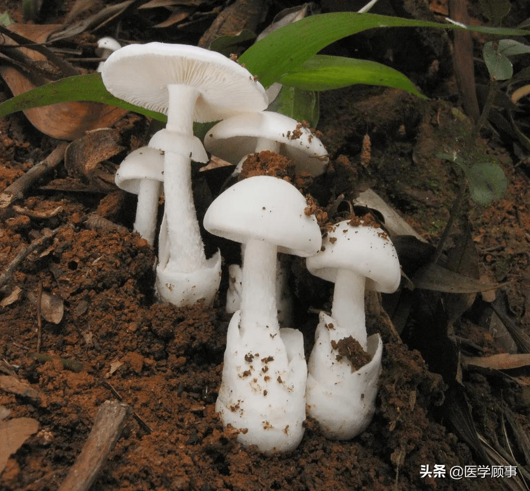 狼毒菌蘑菇图片