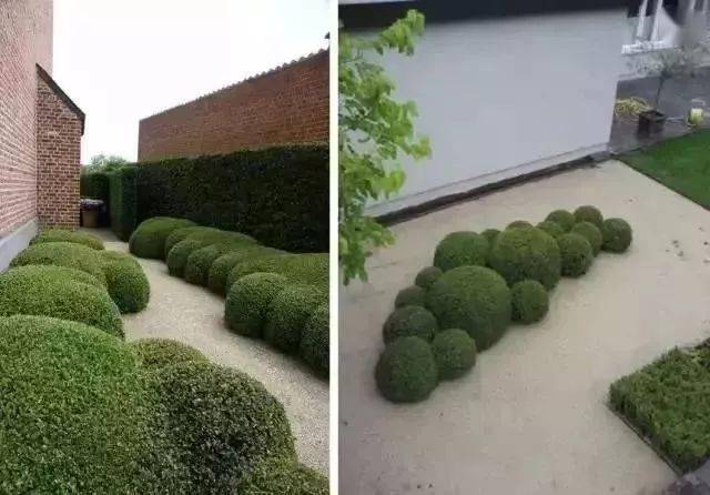 造型植物61球形灌木