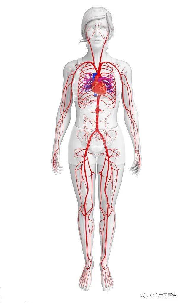 我们身体哪个部位的血管更容易堵塞如何预防