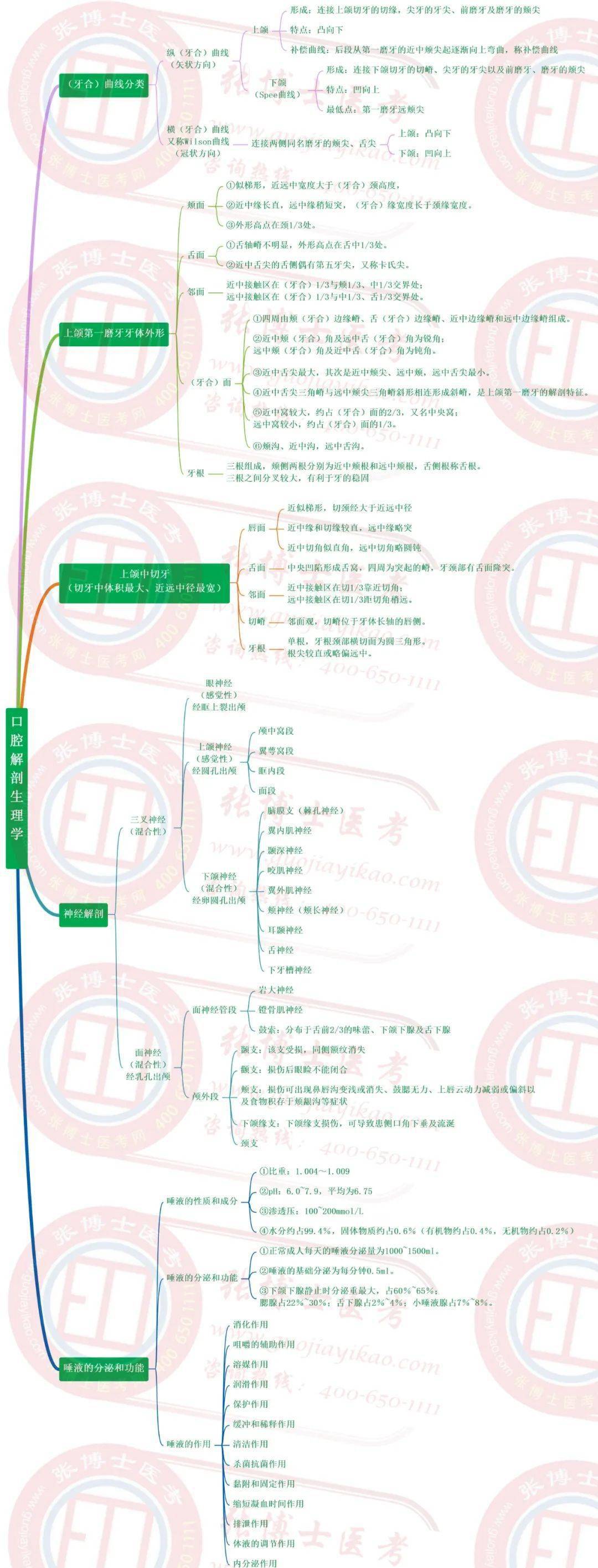 【口腔】解剖学思维导图