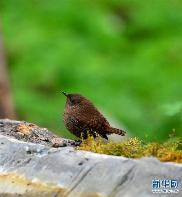 李树靖|领略生物多样性之美|丽江老君山：鸟儿的乐园