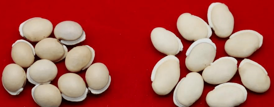 颜色|煲汤的白扁豆你选对了吗？当心买到“假冒白扁豆”，生熟功效也不同