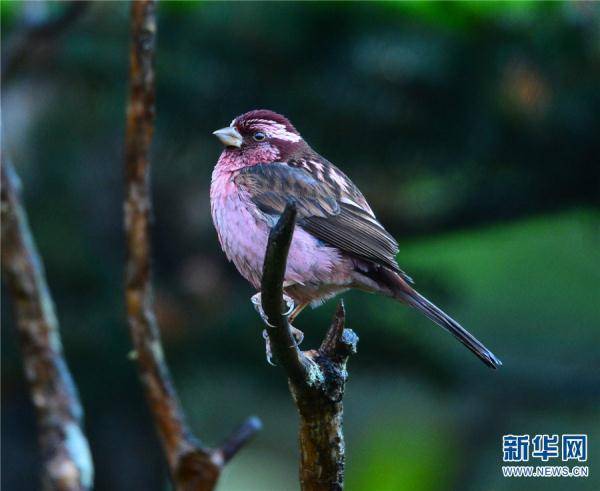 李树靖|领略生物多样性之美|丽江老君山：鸟儿的乐园