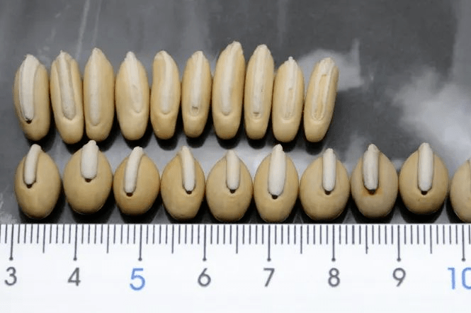 颜色|煲汤的白扁豆你选对了吗？当心买到“假冒白扁豆”，生熟功效也不同