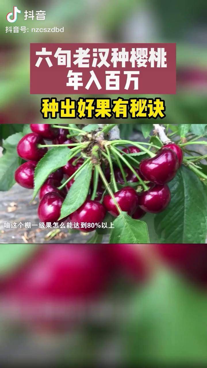 樱桃农业种植农业新科技抖音三农