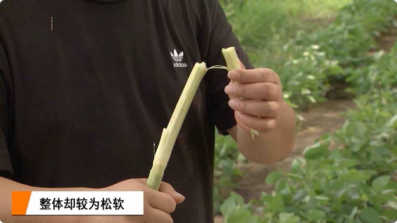 上海崇明江芦芦穄上市:吃口松软,适合牙口稍差的市民食用