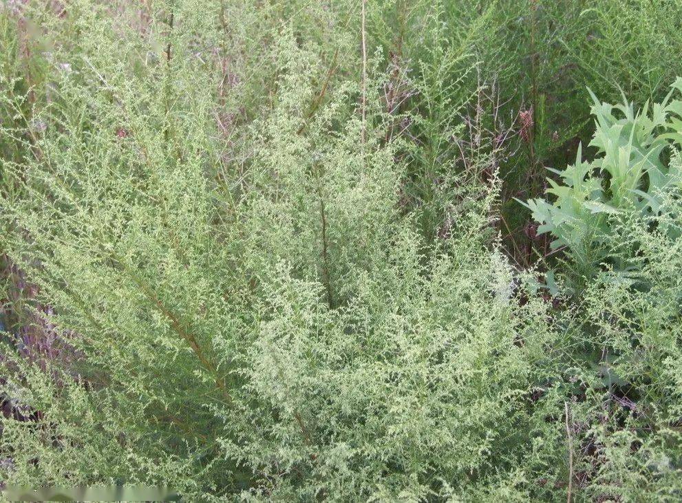 每年的7-9月份,是蒿属,豚草等杂草植物的花期.