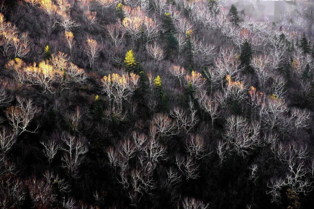 牡丹江晨报|高人能把艺术小镇、林海雪原拍成什么样？