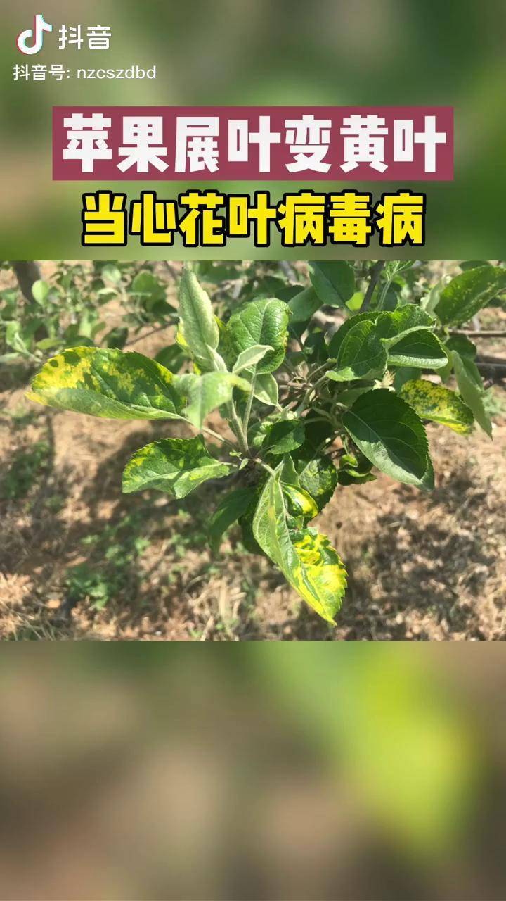 苹果黄叶当心花叶病毒病农业种植果树