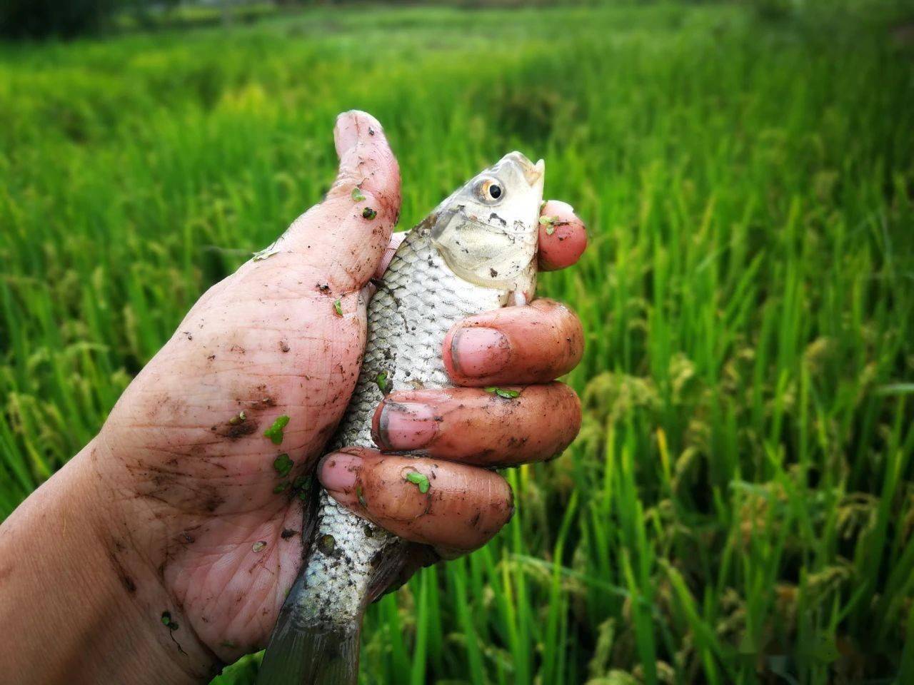 黄骅篱笆鱼图片