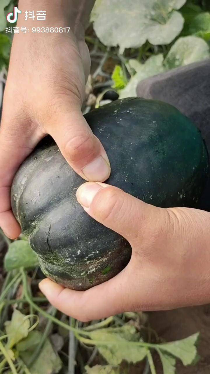 大家看看我们种的黑皮面瓜