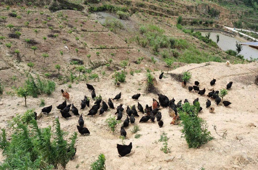 探索养鸡除草的模式饲养在花椒基地里尹彪尝试买来500羽鸡苗在2020年3