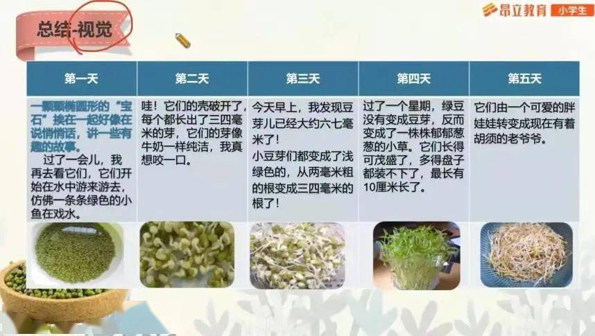 好的文字都藏在自然里绿豆如何成长为豆芽?你听过下雨的声音吗?