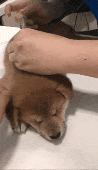 柴柴第一次打针睡得超香甜,兽医被萌哭:这是什么神仙宝宝!