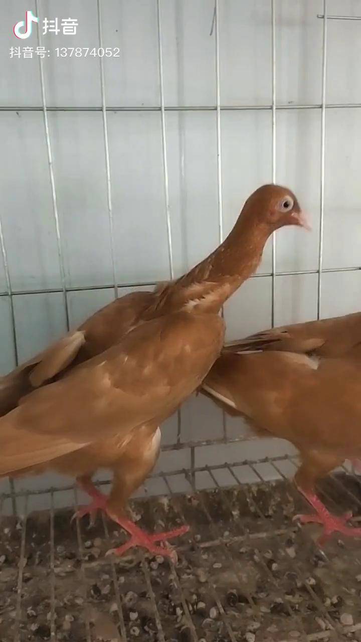 脖子会跳舞的鸽子