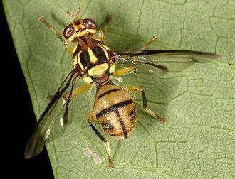 瓜实蝇:成虫产卵管刺入幼瓜表皮内产卵,幼虫孵化后即在瓜内蛀食,受害