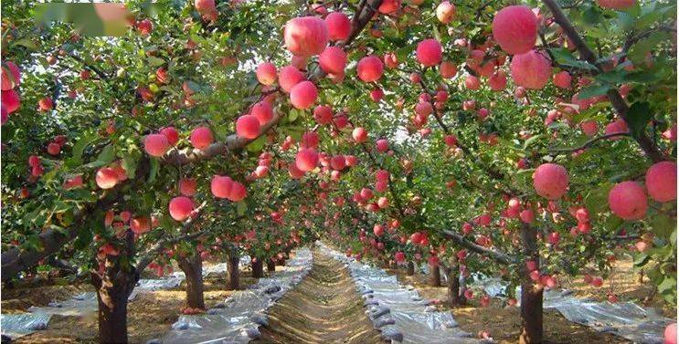 林果科技大讲堂:掌握苹果树的生长发育规律,提效增产